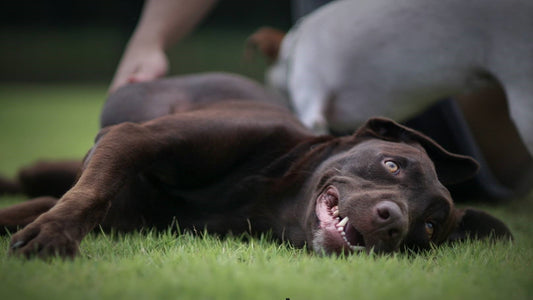 成犬も大丈夫!プロのタイ人トレーナーによる犬の社会化トレーニング