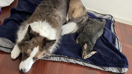 犬と猫を一緒に飼う為の適切なアプローチ方法