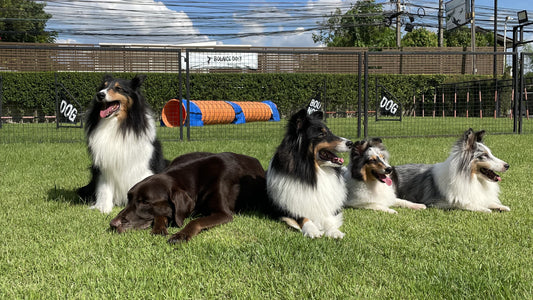 バンコクで利用できるデイケアが愛犬にもたらすメリット