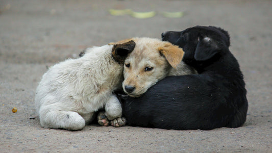 犬における5つの皮膚病の症状、原因と対策について