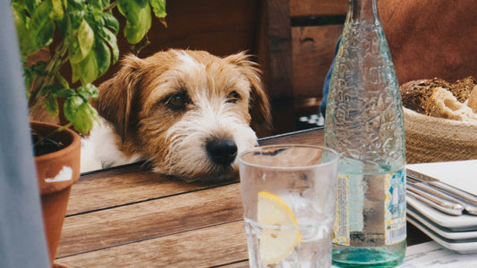 愛犬が水を飲まない!効果的に水分摂取を行う方法7選