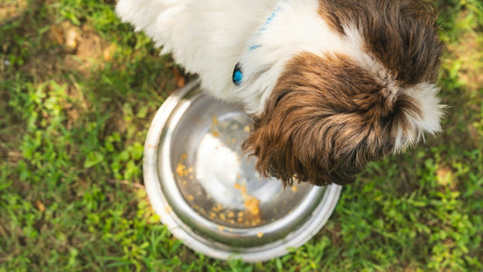 愛犬の味覚・嗅覚・水の味を理解してフード選びをしよう!