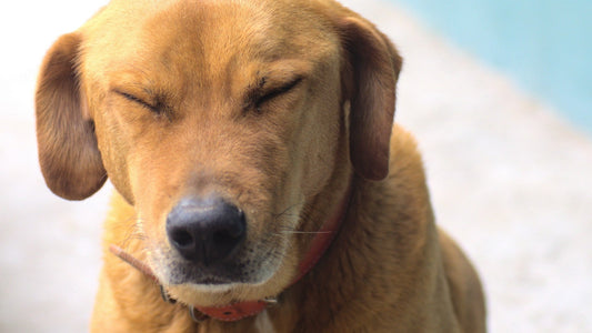 タイに住む犬猫のフードアレルギー入門!症状の見極めから除去食試験、長期管理まで