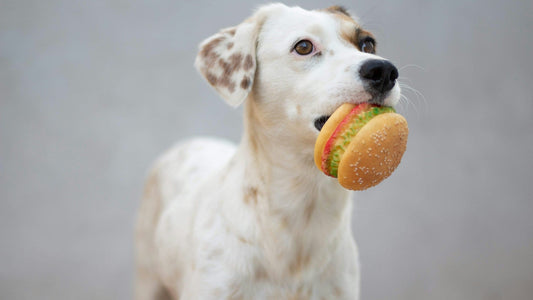 犬は味わって食べている?嗅覚・味覚・行動から読み解く美味しさと好き嫌い