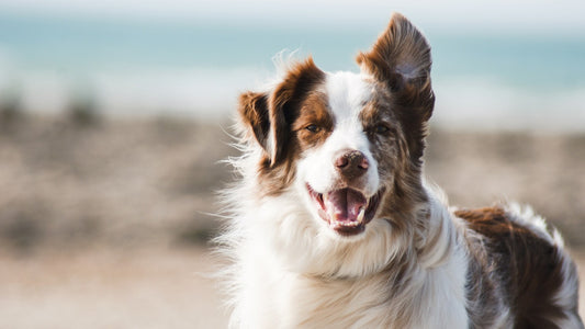 犬の社会化トレーニングを実践する上で大切なこと10選