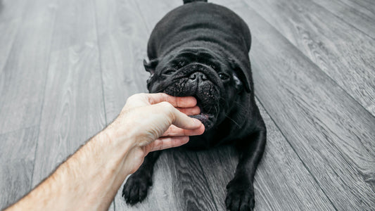 子犬の甘嚙みには理由があった!噛み癖のしつけ方法