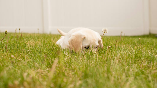 散歩中に犬が草を食べる理由、注意点、対策の徹底解説