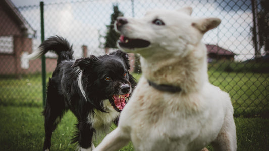 バンコクのドッグランは犬の社会化に効果的?それ危険かも?!