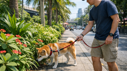 タイ・バンコクの街中で犬が食べてはいけない草・植物一覧