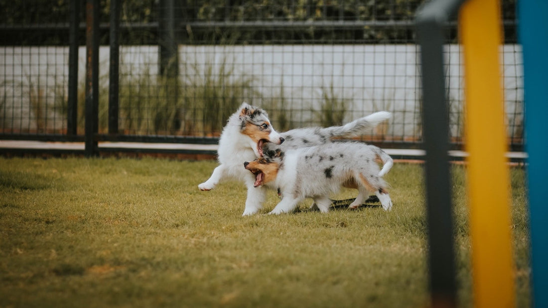 バンコクで利用できる犬の保育園ってどんな所?オススメする理由
