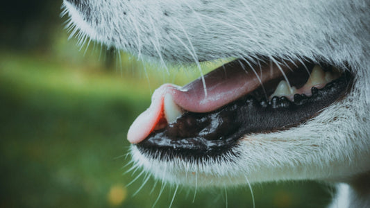 犬の口臭や歯周病の原因と予防する５つの方法｜デンタルケア