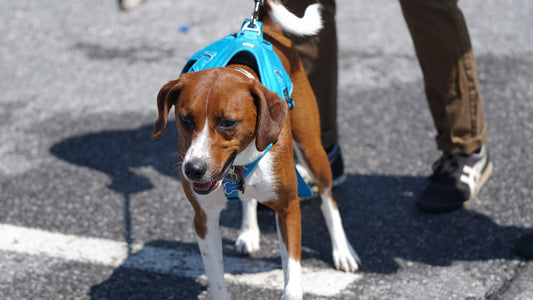 犬がリードを引っ張る癖を直す５つのコツ｜バンコク在住者必見！