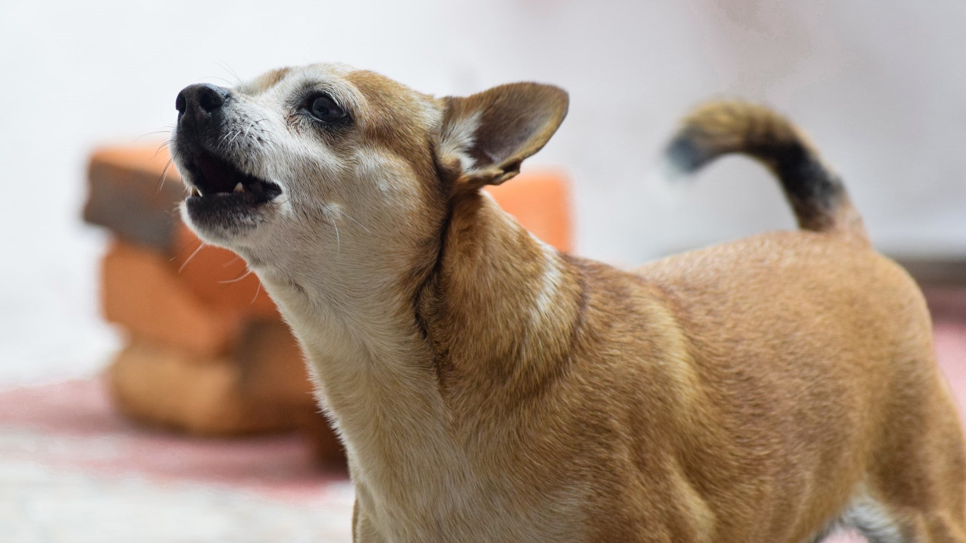 バンコクに住む愛犬の不安やストレス